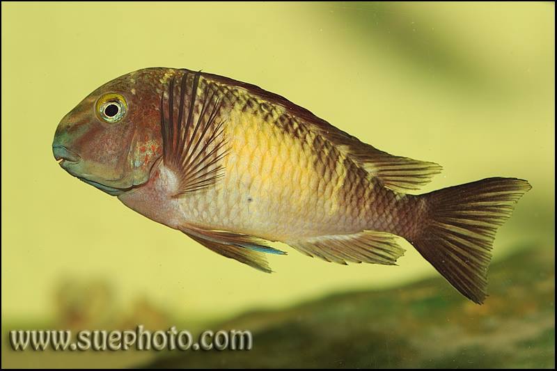 Tropheus sp. 'limespot' Zongwe